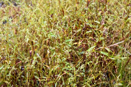 plant Polygonum Horseshoe Farm Nater Preserve ncwetlands AM (2)