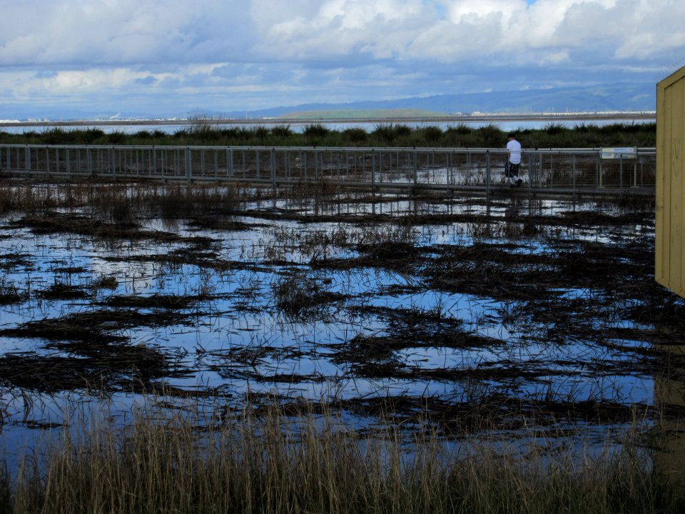 Alviso Marina County Park