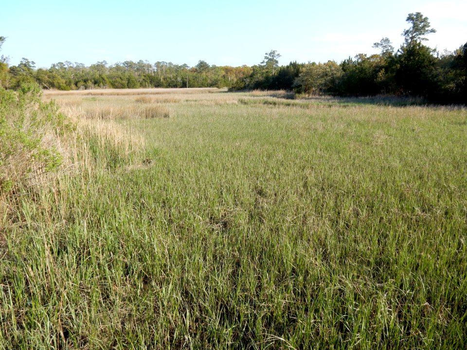 scene marsh River Road park ncwetlands KG (4)