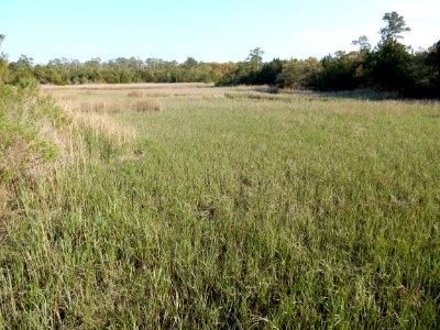 scene marsh River Road park ncwetlands KG (4)