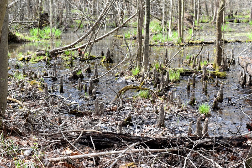 scene cypress knees Phil Carroll NP ncwetlands AM (58)
