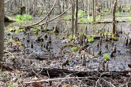 scene cypress knees Phil Carroll NP ncwetlands AM (58)