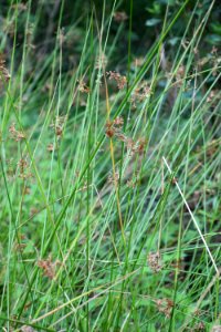 plant juncus palmetto peartree preserve ncwetlands AM