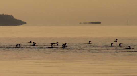 Great cormorant, Phalacrocorax carbo photo