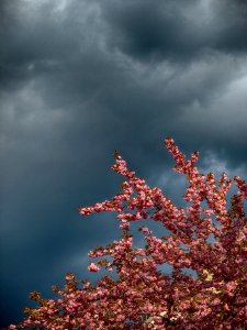 Cherry Tree Thunderstorm