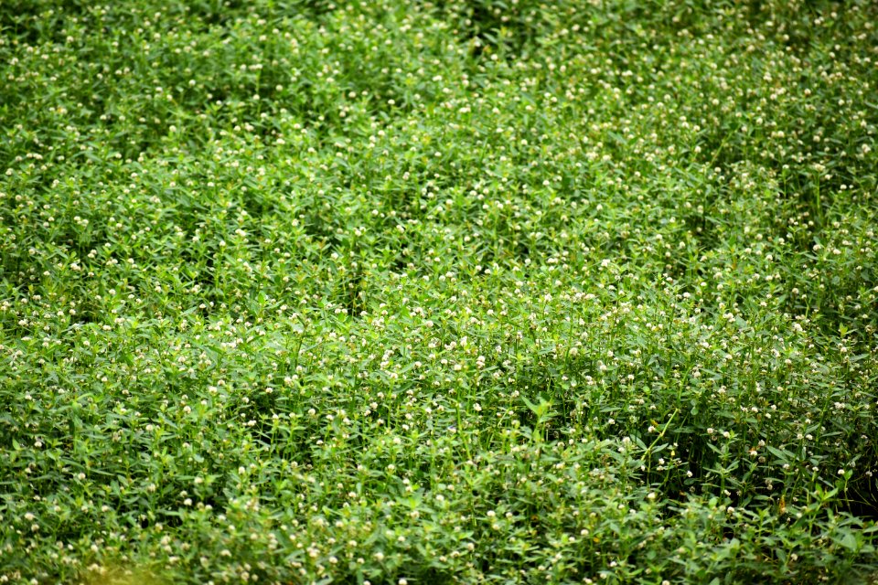 plant alligator weed jack smith creek wetlands ncwetlands AM