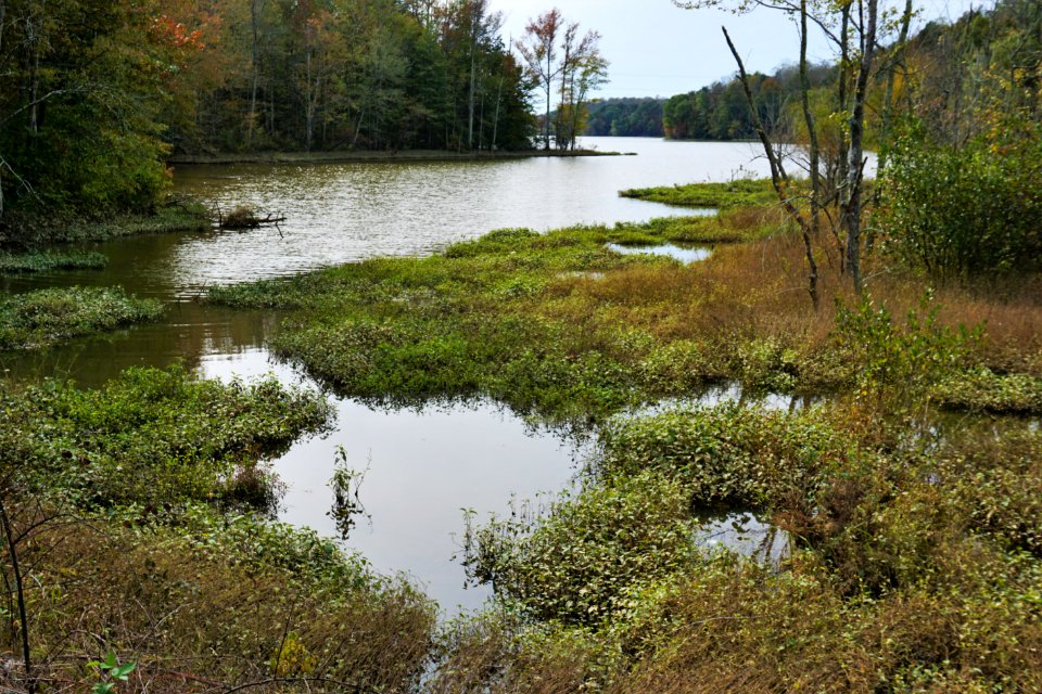 scene Salem Lake ncwetlands KG (6)