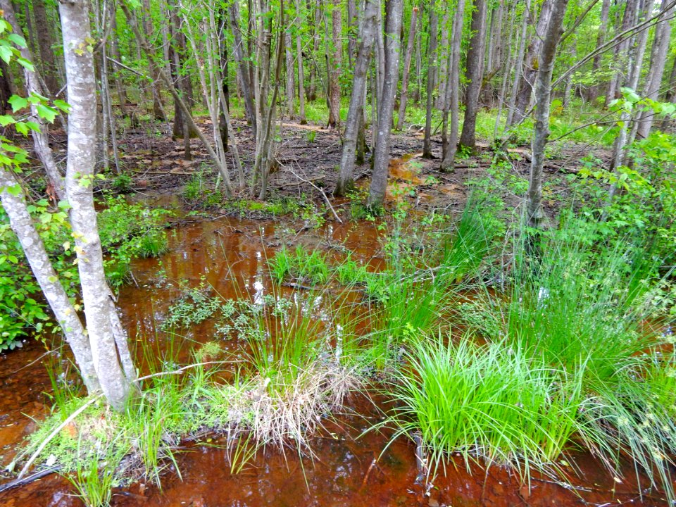scene Clark Park +Cape Fear River Trail ncwetlands KG (9)