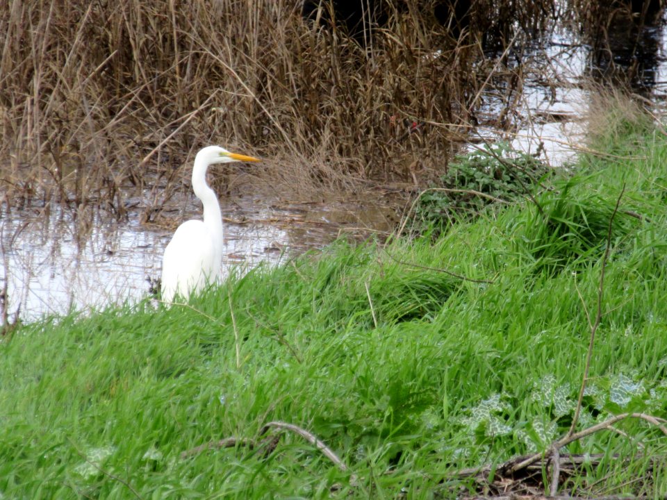 Great Egret in Alviso Slough
