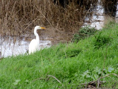 Great Egret in Alviso Slough