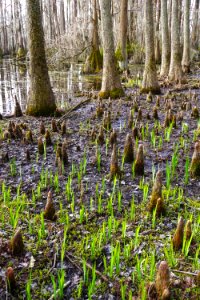 scene Merchants Millpond SP ncwetlands KG (13)