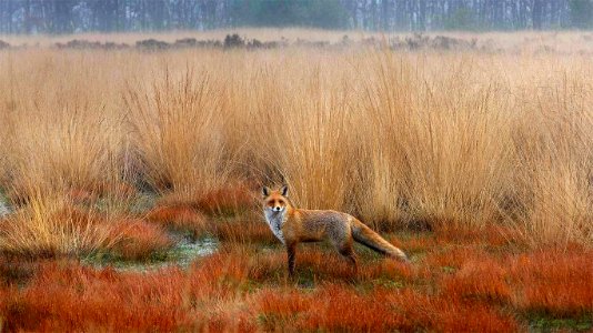 20201013-TrueFox ROW6979225327 1366x768