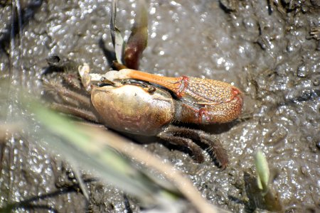 invertebrate fiddler crab hammocks beach SP ncwetlands am (16)