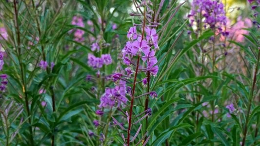 Flowers at Blueberry Park