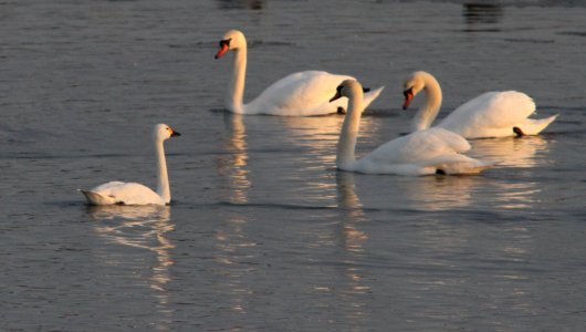 A Bewick's swan meets big relatives