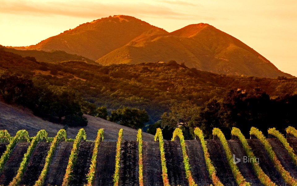 Central Coast vineyards in Arroyo Grande, California