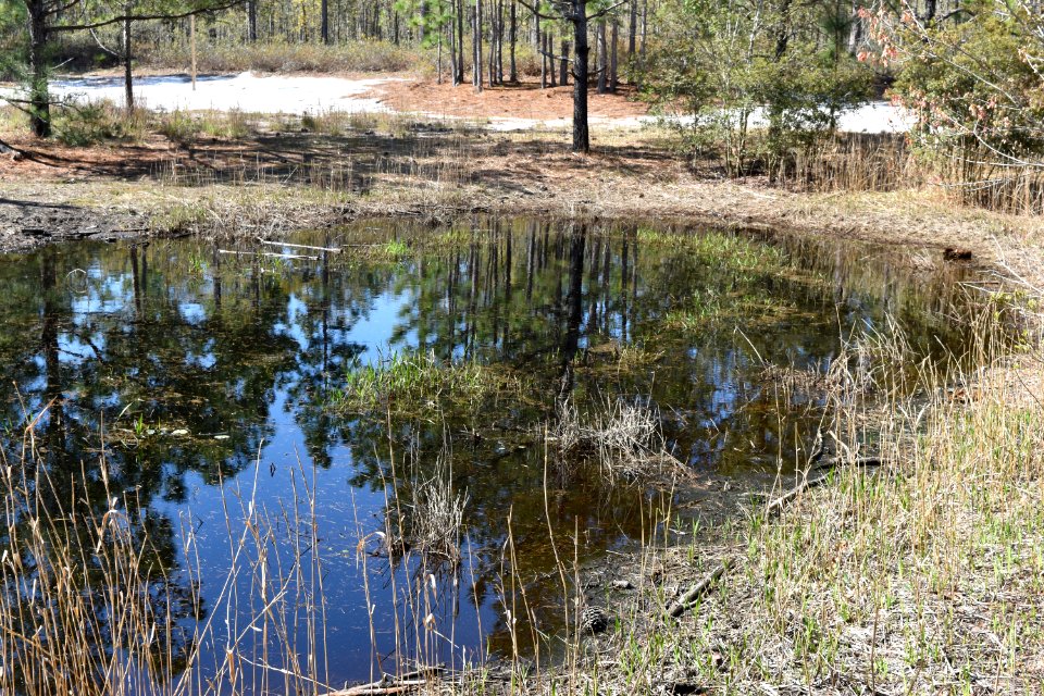scene lime sink wetland Halyburton Park ncwetlands AM