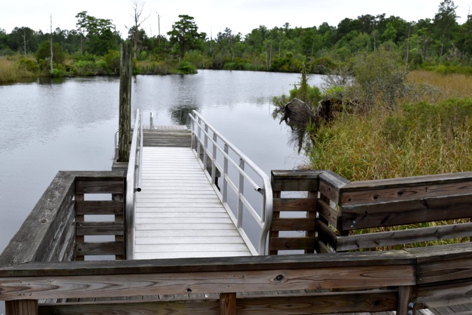 other latham-whitehurst nature park ncwetlands am (17)