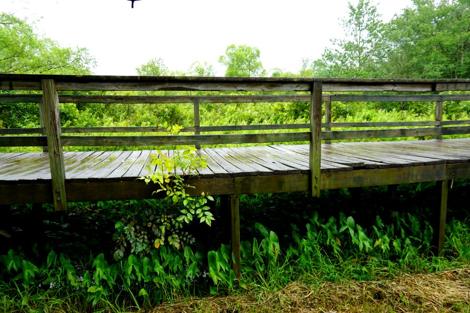 scene wetland Oklawaha Greenway ncwetlands KG (10)