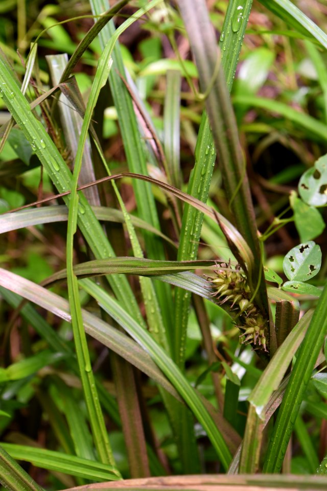 plant Carex jackson park ncwetlands AM (9)