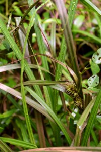 plant Carex jackson park ncwetlands AM (9)