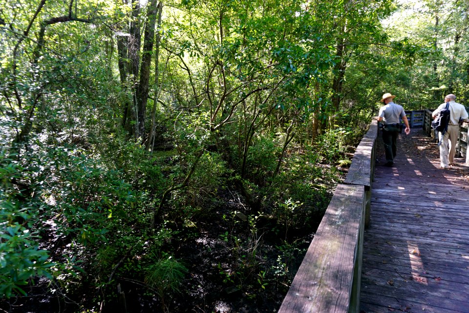 scene pocosin Lake Waccamaw State Park ncwetlands KG (2)