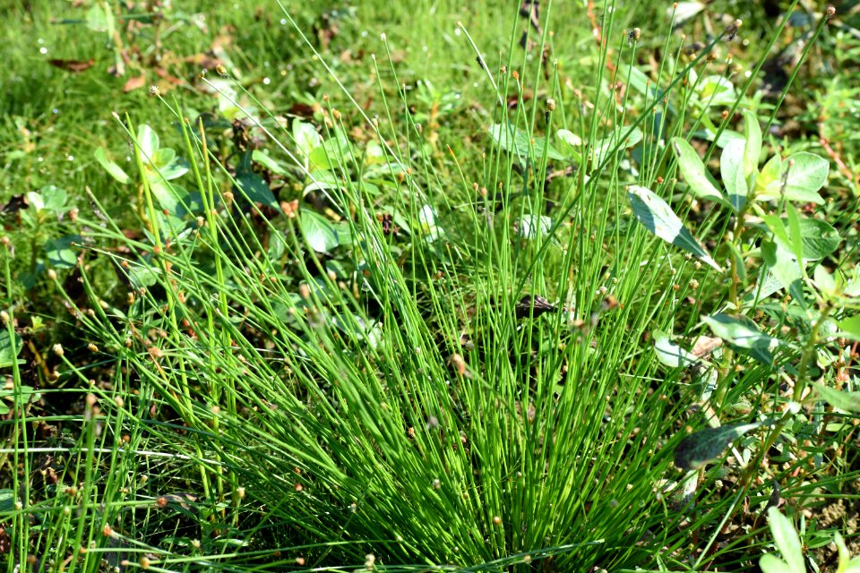 plant eleocharis Buckhorn Reservoir ncwetlands AM