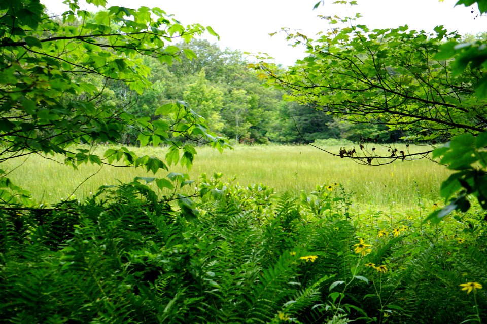scene at fen Bluff Mountain Preserve ncwetlands KG (18)