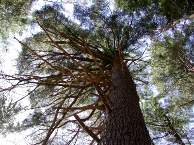 Ginormous Red Pine