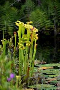 plant pitcher plant ncwetlands AM