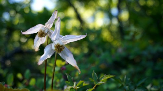 Clematis