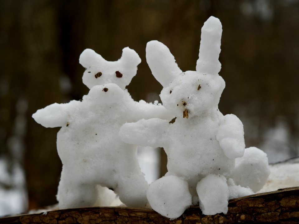 Snow wolf and snow hare