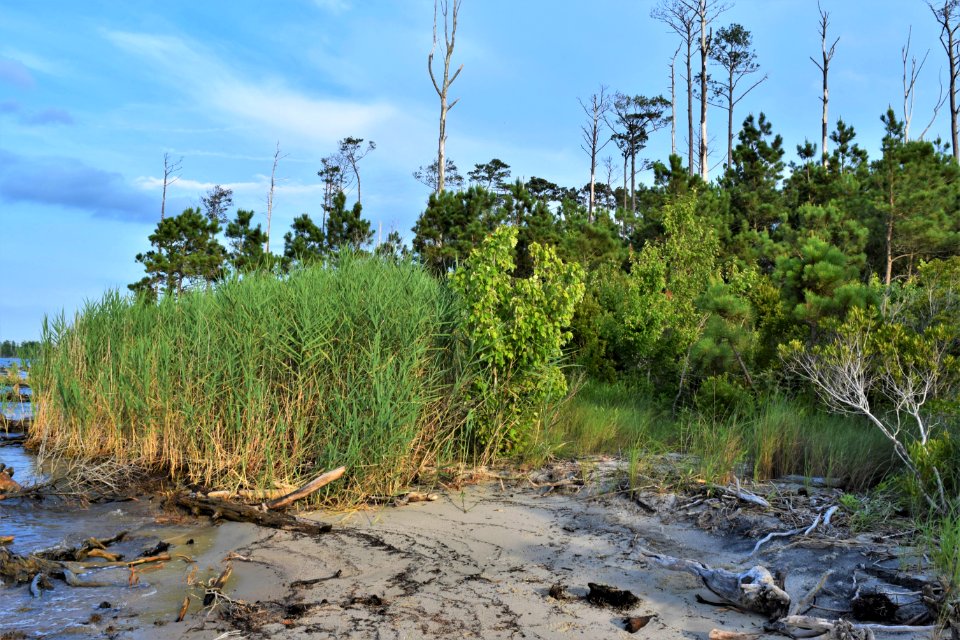 scene invasives saltwater intrusion palmetto peartree preserve ncwetlands AM