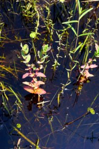 hypericum virginicum patsy's pond croatan NF KG (3)