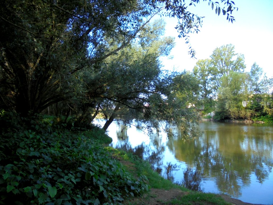 Cournon - Berges de l'Allier (7)