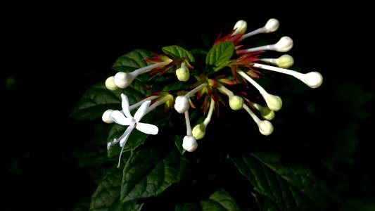 0936 小白花
