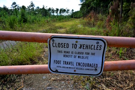 scene roadway Juniper Creek Game Land ncwetlands KG
