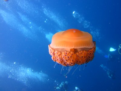 Spiegeleiqualle/ fried egg jelly fish photo