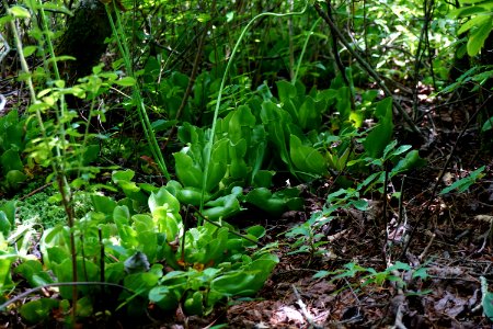 plant purple pitcher plant mountain bog ncwetlands KG (1)