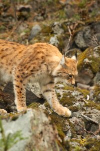 Lynx at Orsa Björnpark photo