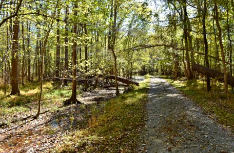 scene road to wetland Mason Farms ncwetlands KG (13)