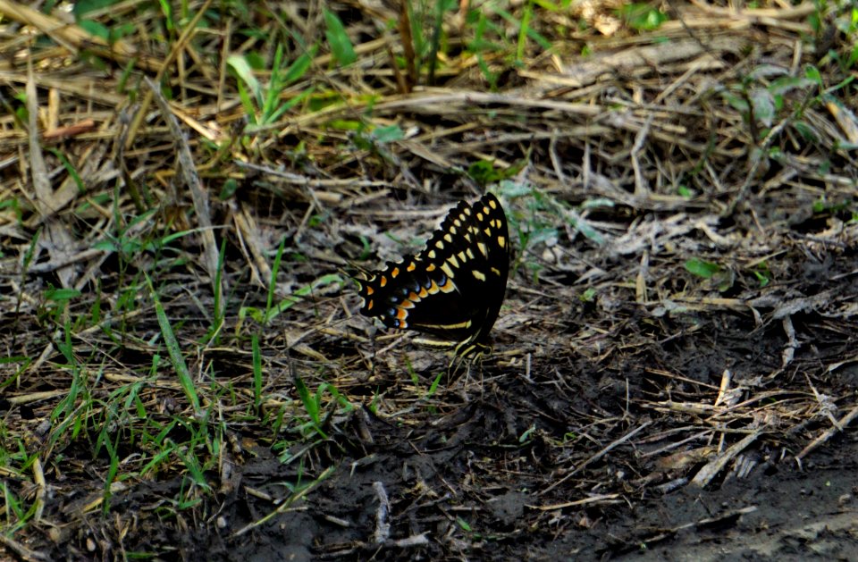 invertebrate butterfly Buckridge Reserve ncwetlands KG
