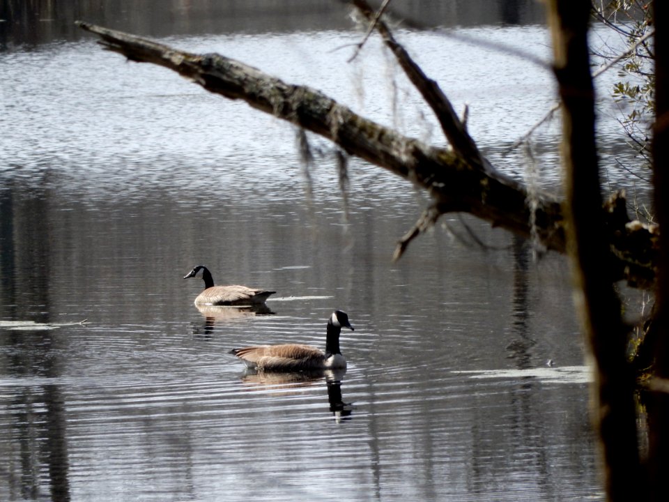 bird goose pair Merchants Millpond SP ncwetlands KG (98)