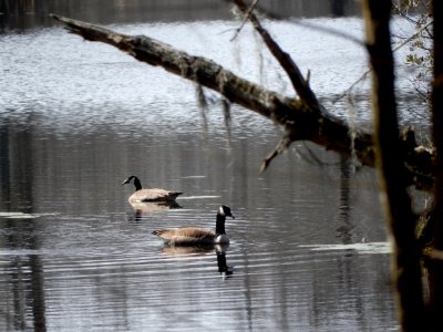 bird goose pair Merchants Millpond SP ncwetlands KG (98)