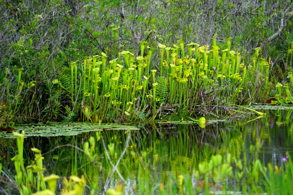 scene Buckridge Reserve ncwetlands KG (28)