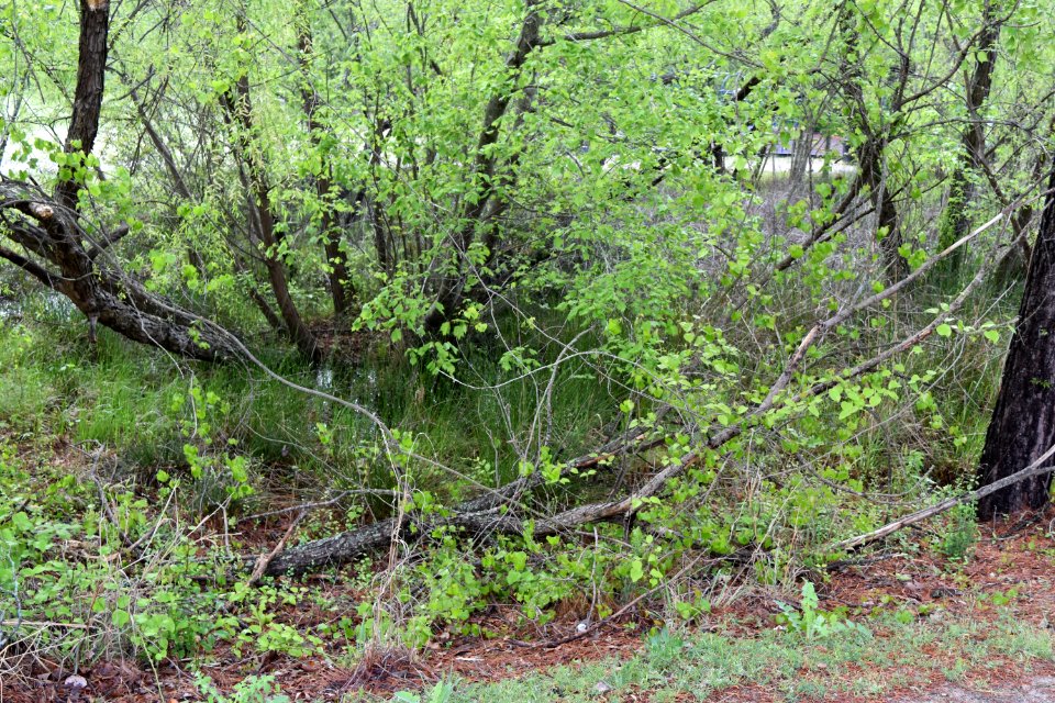 scene Lake Rim Park ncwetlands AM (1)