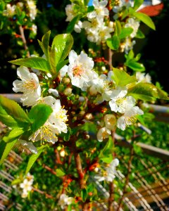 Ciliegio nano in fiore