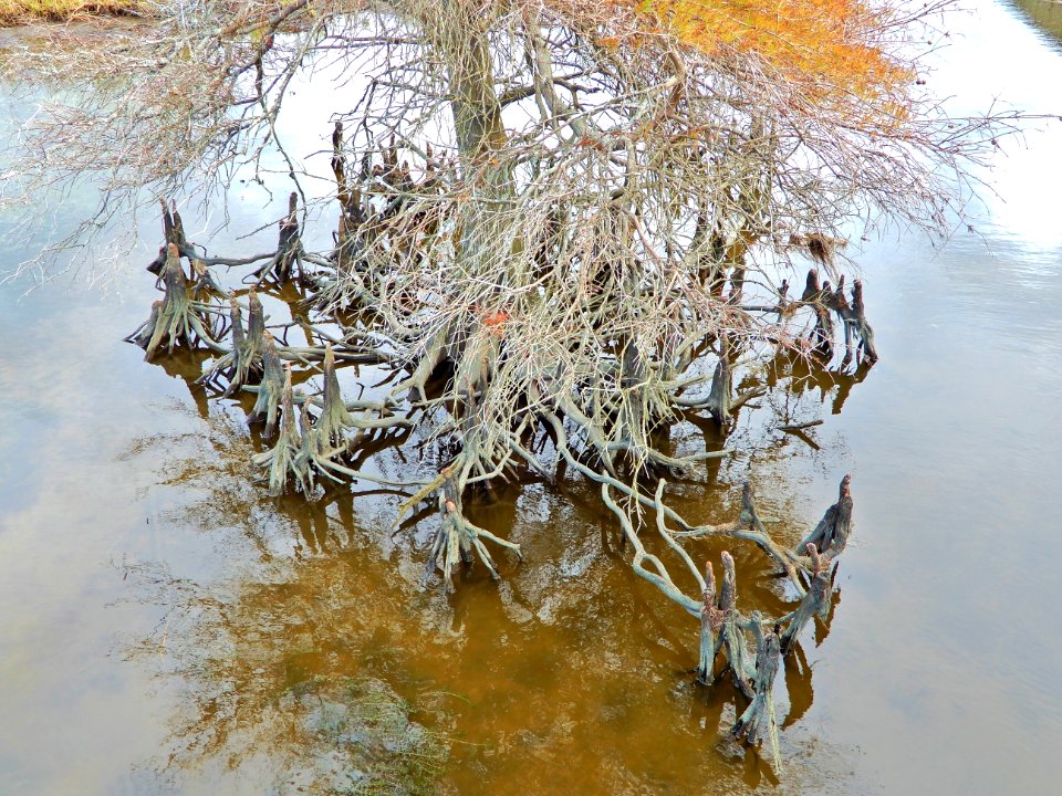 plant cypress tree and knees Duck Town Pk + boardwalk ncwetlands KG (16)