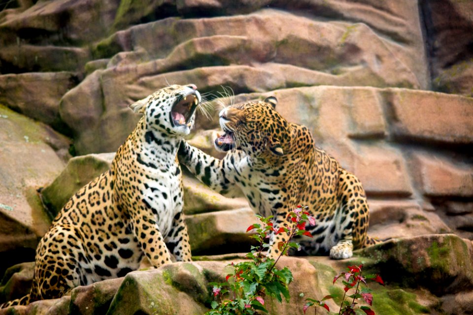 Jaguar sisters having a discussion