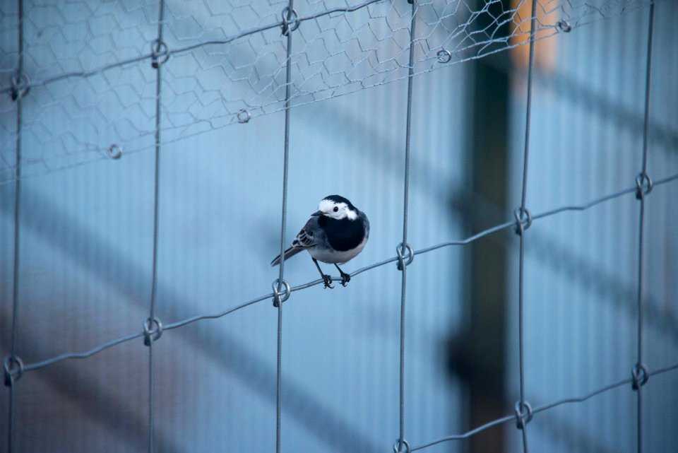 Gray wagtail